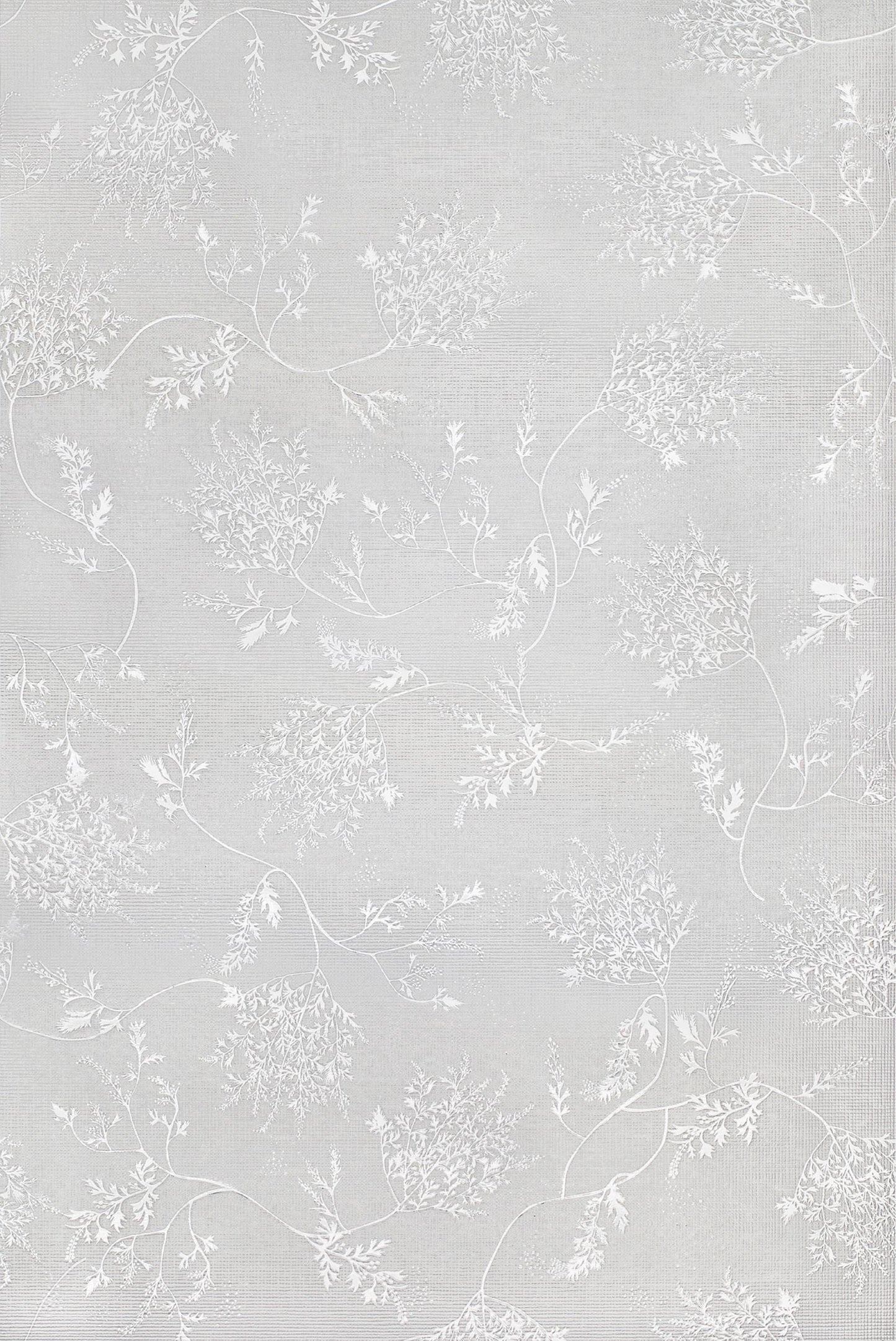 Sparkly and private, Silver Fern's delicate foliage will be a great addition to any room.