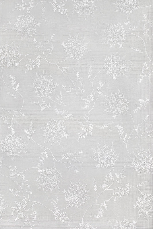Sparkly and private, Silver Fern's delicate foliage will be a great addition to any room.