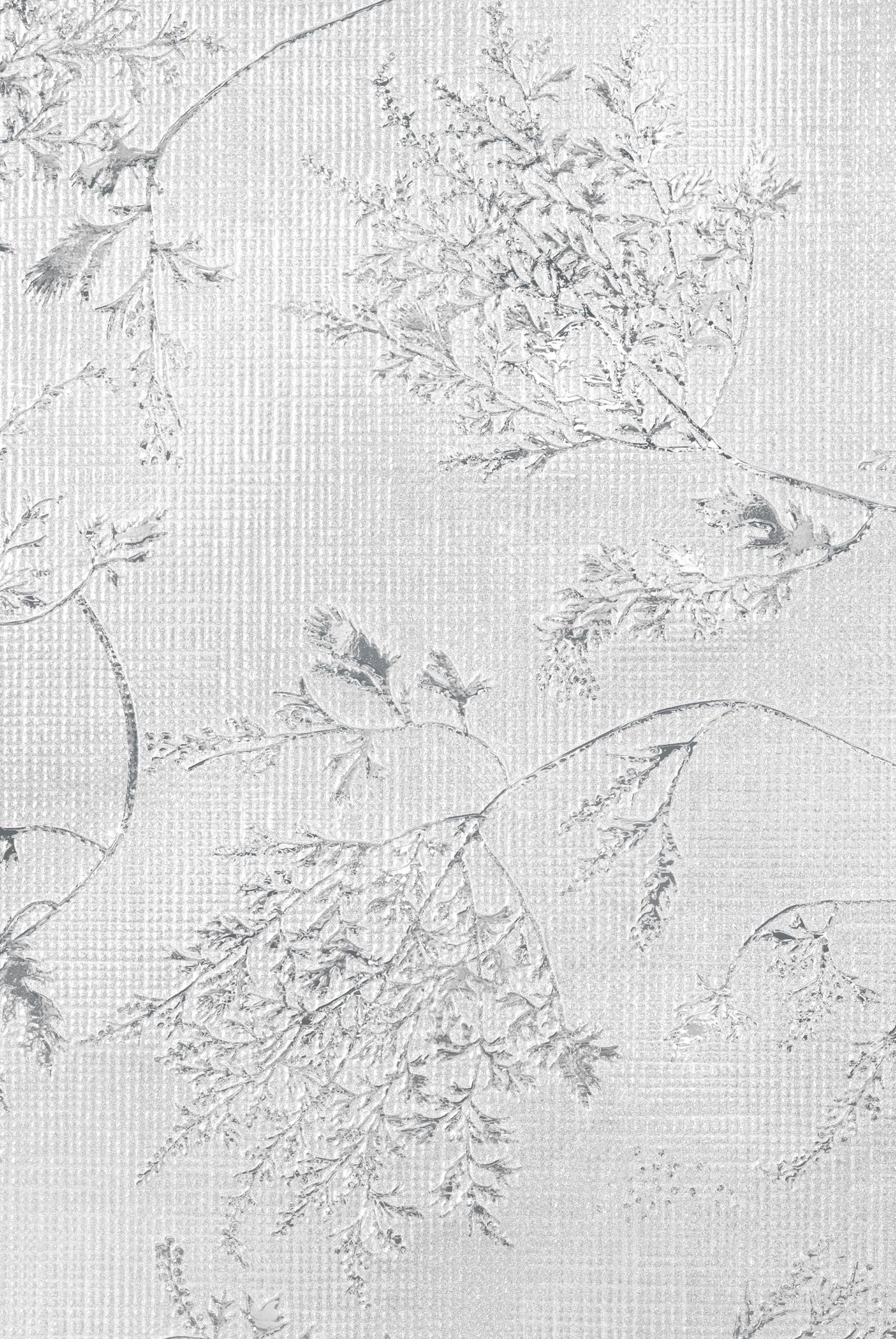 Sparkly and private, Silver Fern's delicate foliage will be a great addition to any room.